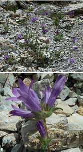 Image result for Campanula lingulata