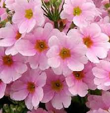 Image result for Primula malacoides