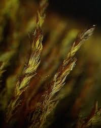 Attēlu rezultāti vaicājumam “Hymenostylium recurvirostrum macro”