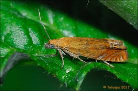 Attēlu rezultāti vaicājumam “Lathronympha strigana”