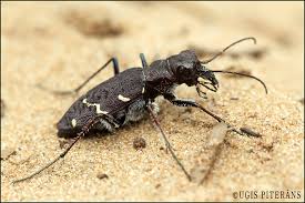 Attēlu rezultāti vaicājumam “Cicindela sylvatica”