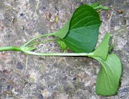 Attēlu rezultāti vaicājumam “Viola mirabilis leaf”