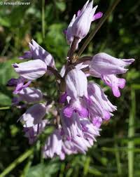 Attēlu rezultāti vaicājumam “Orchis militaris flower”