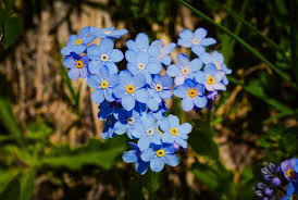 Image result for Vergissmeinnicht