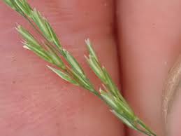 Attēlu rezultāti vaicājumam “Cinna latifolia fruit”