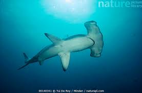 Image result for Sphyrna lewini