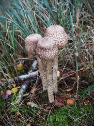 Attēlu rezultāti vaicājumam “Macrolepiota procera”