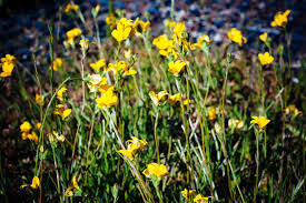 Attēlu rezultāti vaicājumam “Lobeliaceae”