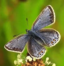 Attēlu rezultāti vaicājumam “Plebejus argus female”