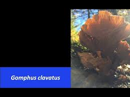 Attēlu rezultāti vaicājumam “Gomphus clavatus”