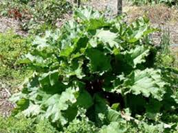 Attēlu rezultāti vaicājumam “Rheum rhabarbarum”