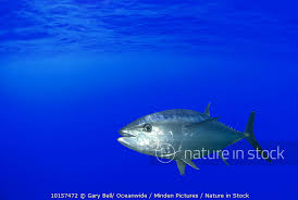 Image result for Thunnus maccoyii