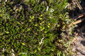 Attēlu rezultāti vaicājumam “Grimmia muehlenbeckii”