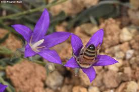Image result for Campanula strigosa