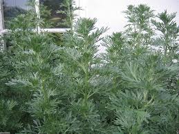 Image result for Artemisia absinthium