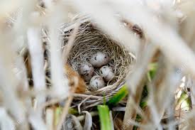 Attēlu rezultāti vaicājumam “Emberiza schoeniclus eggs”
