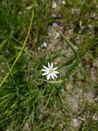 Attēlu rezultāti vaicājumam “Stellaria graminea flower”