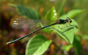 Attēlu rezultāti vaicājumam “Nehalennia speciosa”