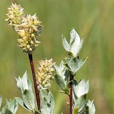 Attēlu rezultāti vaicājumam “Salix lapponum”