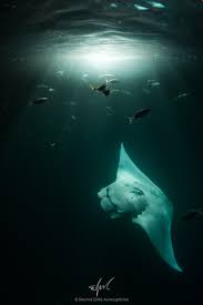 Image result for Mobula alfredi