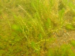 Attēlu rezultāti vaicājumam “Callitriche hermaphroditica leaf”