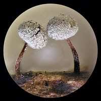 Attēlu rezultāti vaicājumam “Didymium bahiense macro”