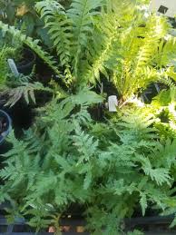 Attēlu rezultāti vaicājumam “Matteuccia struthiopteris”