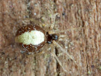 Attēlu rezultāti vaicājumam “Neottiura bimaculata”