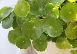 Attēlu rezultāti vaicājumam “Hydrocotyle vulgaris flower”