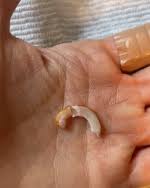 Картинки по запросу белку зажевало в диск