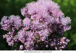 Attēlu rezultāti vaicājumam “Thalictrum aquilegifolium bud”
