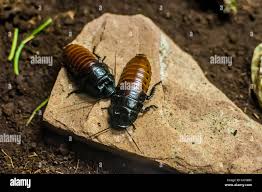 Attēlu rezultāti vaicājumam “Blattoptera”