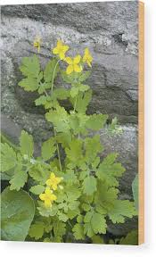 Image result for Chelidonium majus