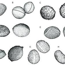 Attēlu rezultāti vaicājumam “Physarum ovisporum sessile”