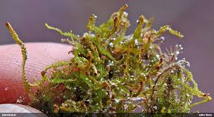 Attēlu rezultāti vaicājumam “Anastrophyllum minutum”