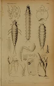 Attēlu rezultāti vaicājumam “Leiodidae larva”
