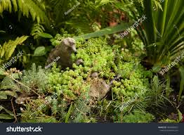 Attēlu rezultāti vaicājumam “Sedum pallidum”
