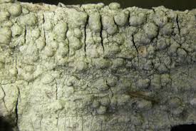 Attēlu rezultāti vaicājumam “Pertusaria flavida”