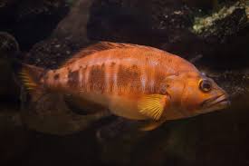 Image result for Serranus atricauda