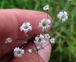 Attēlu rezultāti vaicājumam “xComagaria rosea  flower”
