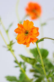 Attēlu rezultāti vaicājumam “Geum”