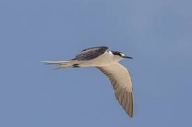 Image result for Onychoprion fuscatus