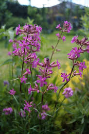 Attēlu rezultāti vaicājumam “Silene viscaria leaf”