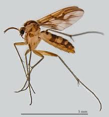 Attēlu rezultāti vaicājumam “Mycetophilidae”