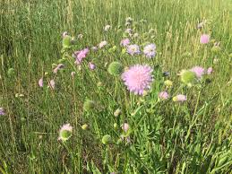 Attēlu rezultāti vaicājumam “Cribraria violacea stalked”