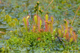 Attēlu rezultāti vaicājumam “Drosera anglica fruit”