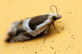 Attēlu rezultāti vaicājumam “Ancylis myrtillana”