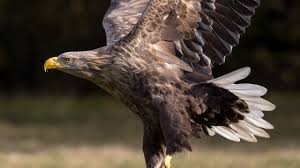 Image result for Haliaeetus albicilla
