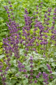 Attēlu rezultāti vaicājumam “Salvia verticillata flower”