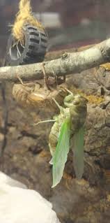 Attēlu rezultāti vaicājumam “Macrosiphoniella millefolii”